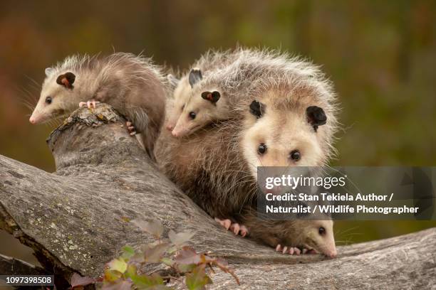 virginia opossum, didelphis virginiana, mother and young - opossum stock pictures, royalty-free photos & images