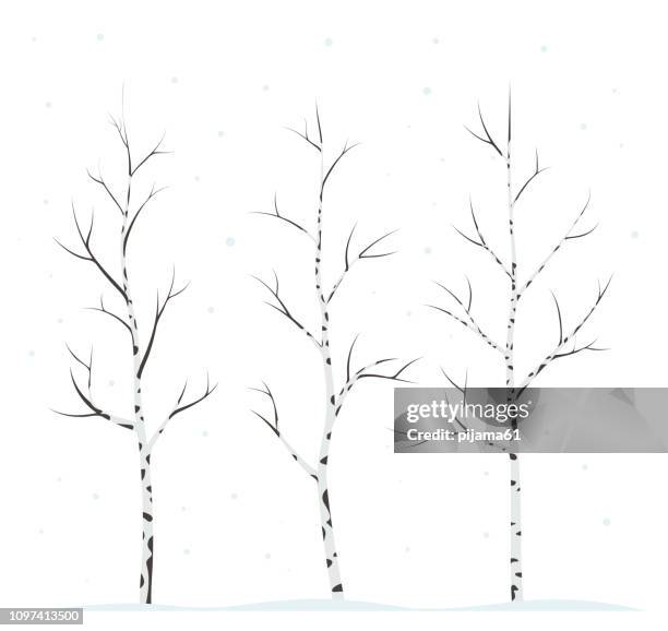 brich trees winter - brich tree stock illustrations
