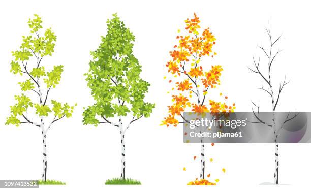 vier jahreszeiten-baum - birch trees stock-grafiken, -clipart, -cartoons und -symbole