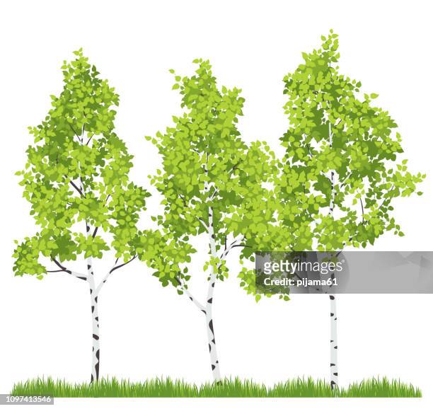 1,203 Birch Tree High Res Illustrations - Getty Images