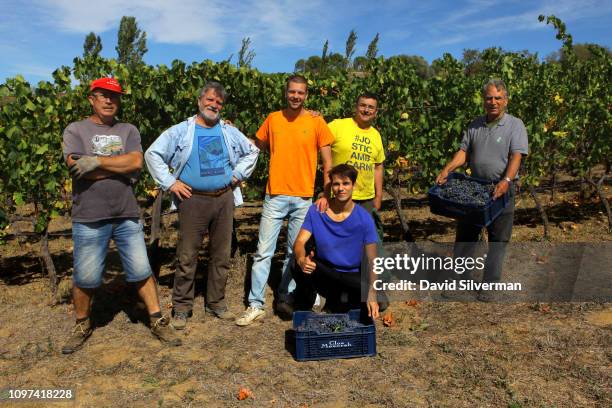 Friends and workers harvest Cariñena grapes at the Clos Mesorah Montsant DO estate winery on October 2, 2018 near the town of Marca in Spain's...