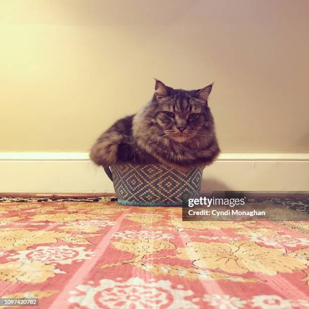 maine coon cat squeezed into a tiny basket - too small stockfoto's en -beelden