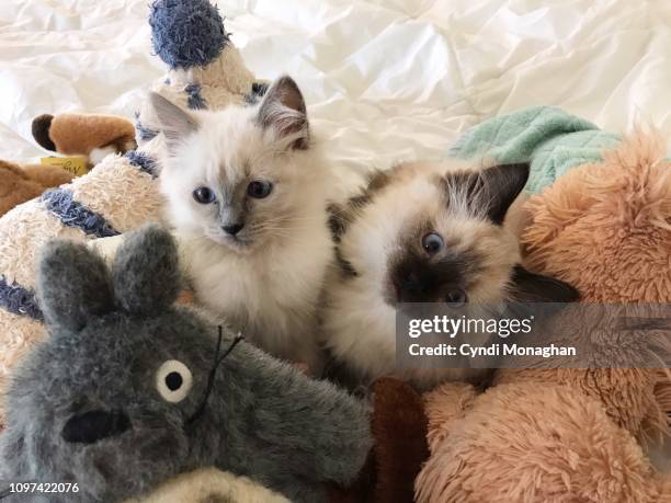 Two Ragdolls Two Ragdoll Cats Photos and Premium High Res Pictures - Getty Images