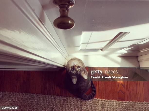 personal perspective looking down at a cat waiting at a door - doorknob stock pictures, royalty-free photos & images