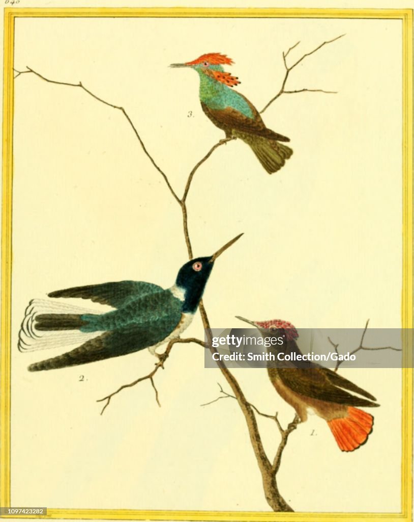 Hummingbirds