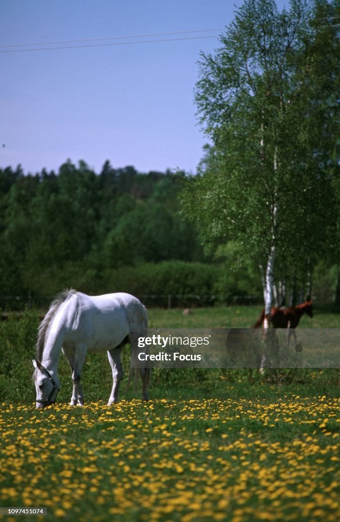 Horses Grazing