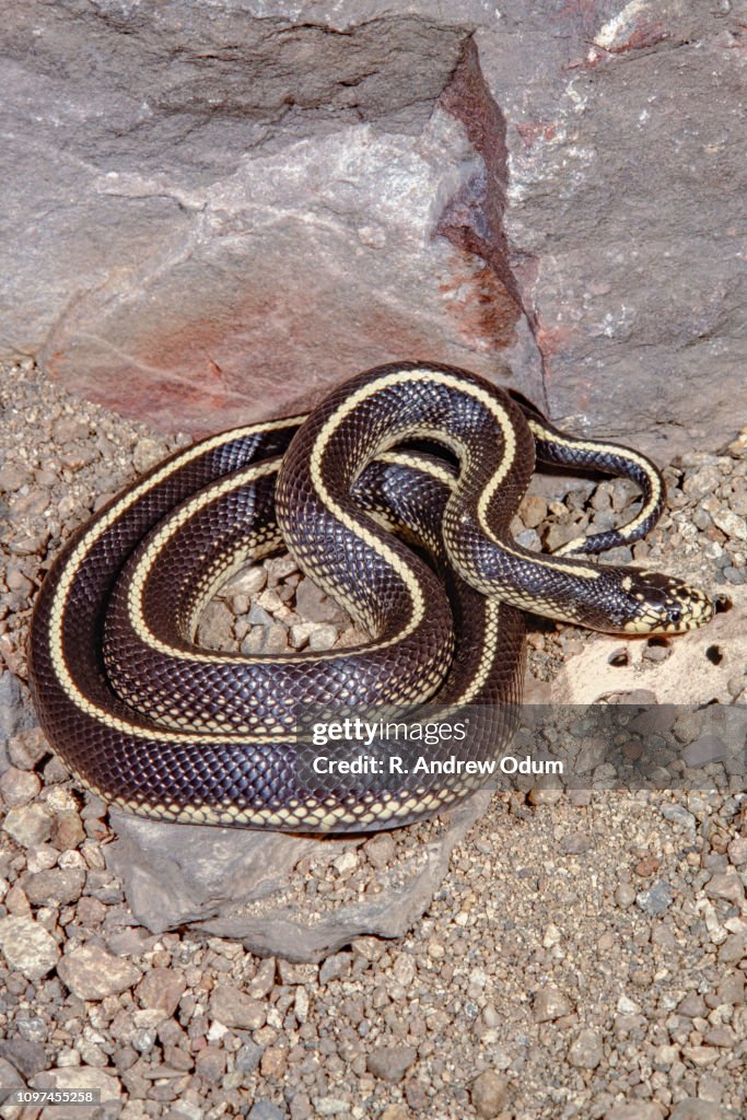 California King Python Striped King Snake California Kingsnake Morphs: Hypermel, Striped