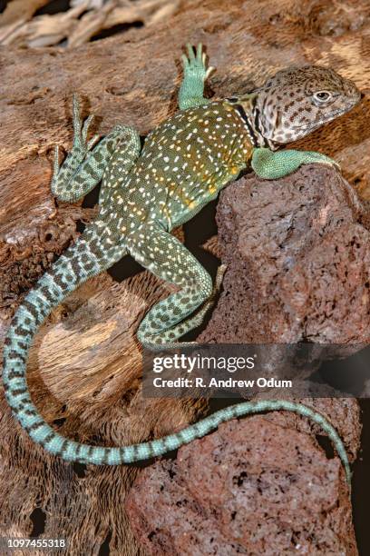 collared lizard - collared lizard stock pictures, royalty-free photos & images