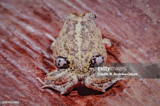 columbian fiur-eyed frog - eyespots - ocello foto e immagini stock