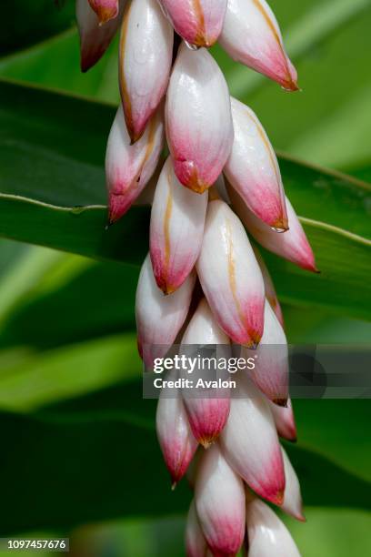 Close-up of a shell ginger flower in the cloud forests at Mindo, near Quito, Ecuador.