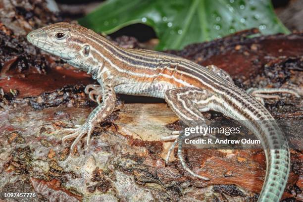 six lined racerunner lizard - racerunner stock pictures, royalty-free photos & images