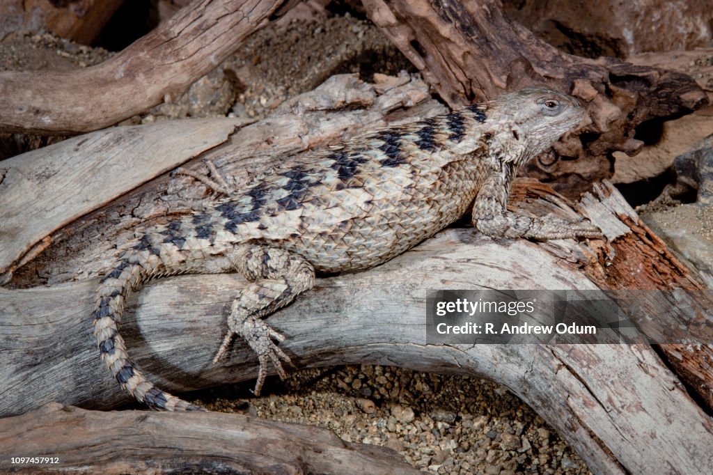 Texas spiny lizard
