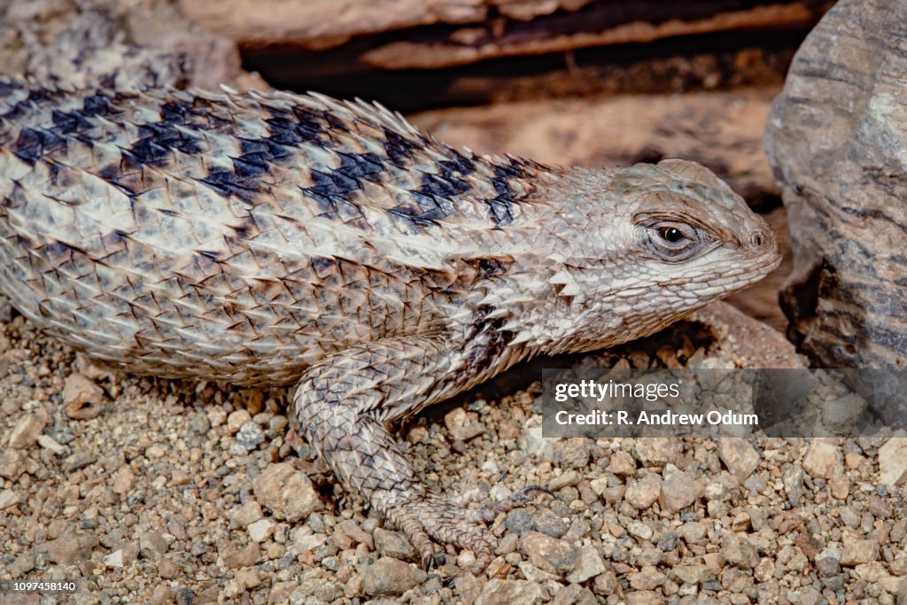 Texas spiny lizard