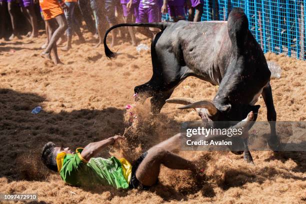 Jallikattu celebrated across Tamilnadu as part of the cultural celebration in Madurai, India.