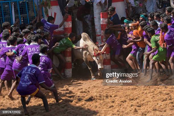 Jallikattu celebrated across Tamilnadu as part of the cultural celebration in Madurai, India.