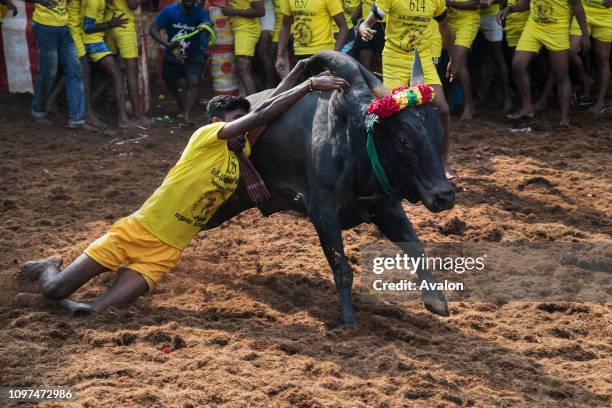 Jallikattu celebrated across Tamilnadu as part of the cultural celebration in Madurai, India.