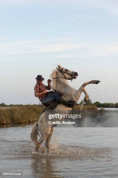 Camargue Guardian rearing up his horse in a marsh of the Camargue in southern France.