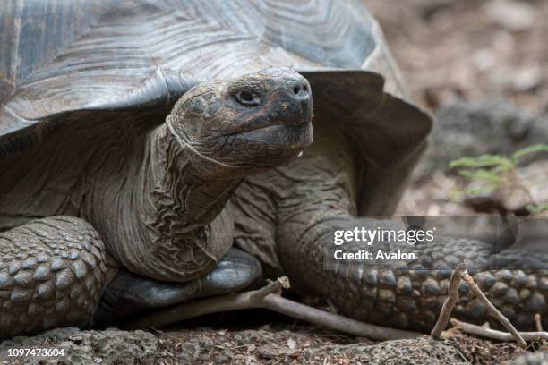 Close-up of a giant Galapagos tortoise in the highlands of Santa Cruz Island in the Galapagos Islands, Ecuador.