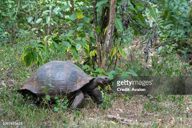 Giant Galapagos tortoise in the highlands of Santa Cruz Island in the Galapagos Islands, Ecuador.
