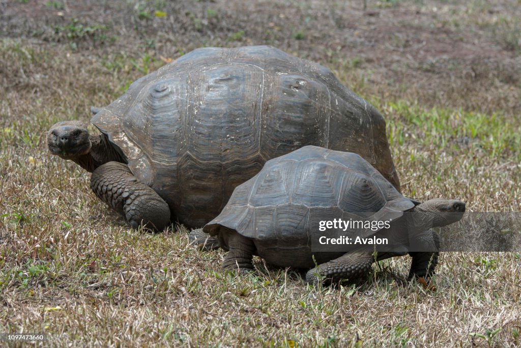 Giant Galapagos tortoises (Geochelone elephantopus) in the highlands of Santa Cruz Island in the Galapagos Islands