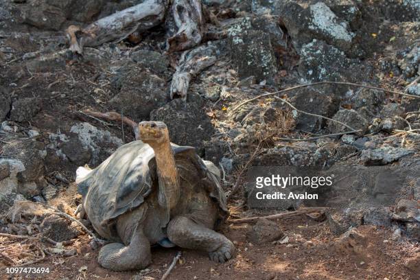 Saddleback tortoise at the Charles Darwin Research Station in Puerto Ayora on Santa Cruz Island in the Galapagos Islands, Ecuador.