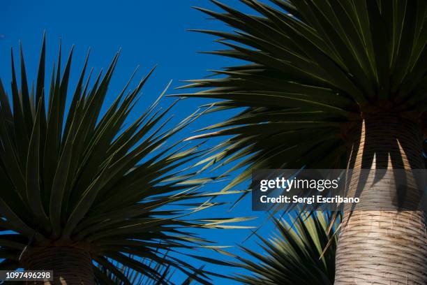 dracaena draco, the canary islands dragon tree or drago - dragon tree stock pictures, royalty-free photos & images