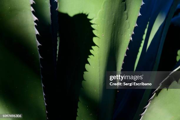 agave salmiana var. ferox (agave ferox) - blue agave stock-fotos und bilder