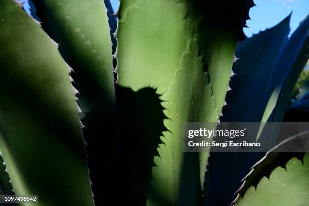agave salmiana var. ferox (agave ferox) - agave plant stockfoto's en -beelden