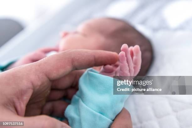 February 2019, Bavaria, Höhenkirchen-Siegertsbrunn: A father holds the hand of a few days old boy. The midwife Pischinger has already helped more...