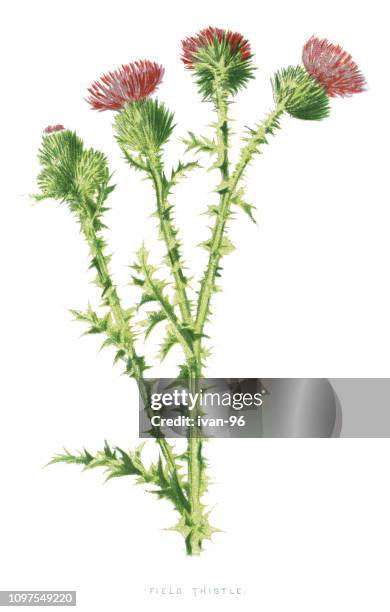 stockillustraties, clipart, cartoons en iconen met veld distel - thistle