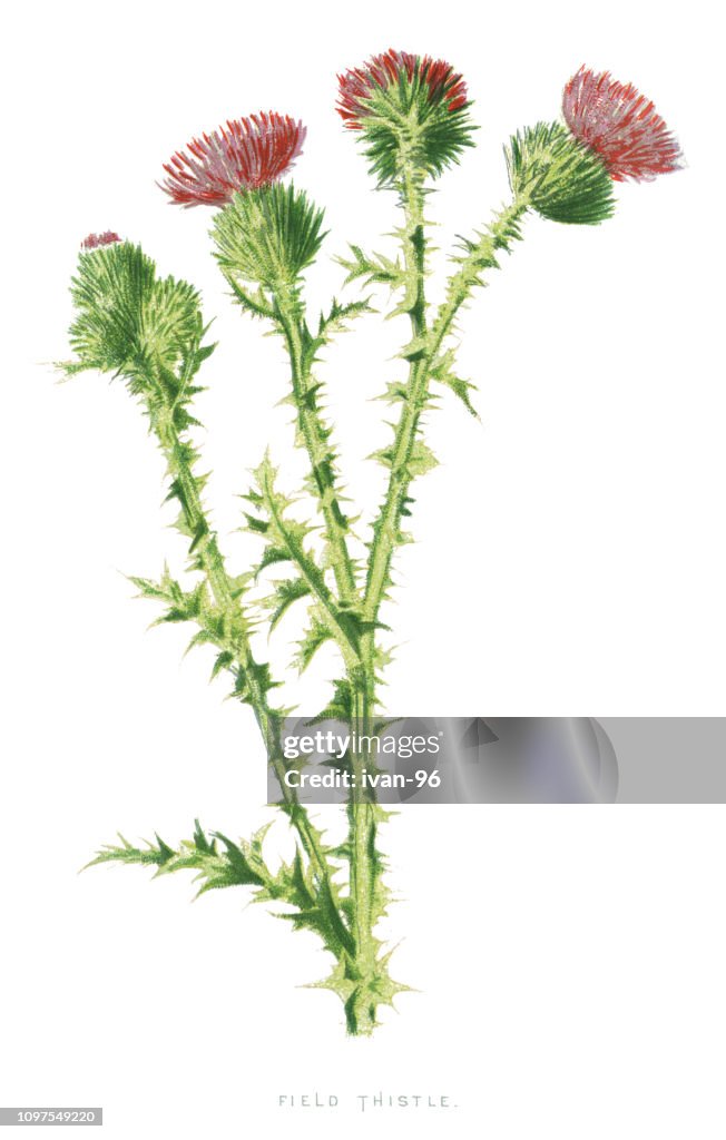 Field Thistle High-Res Vector Graphic - Getty Images