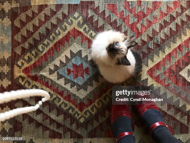 personal perspective of a woman looking down at a ragdoll kitten - cat with collar stockfoto's en -beelden