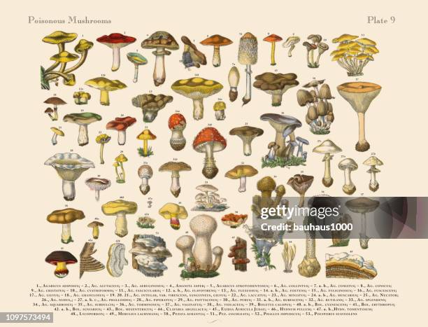 giftige pilze, viktorianischen botanische illustration - handcoloriert stock-grafiken, -clipart, -cartoons und -symbole