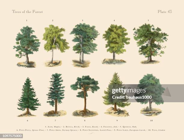 forest trees and plants, victorian botanical illustration - spruce tree white background stock illustrations