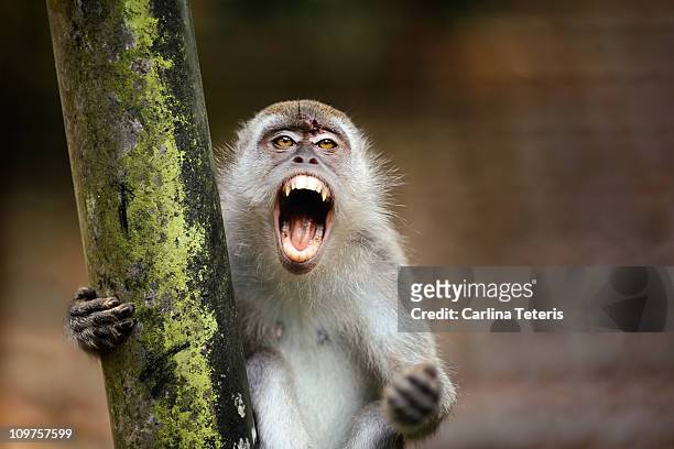 angry monkey - macaque foto e immagini stock