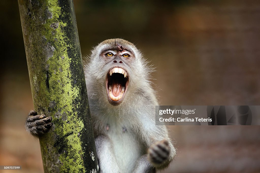 Angry Monkey