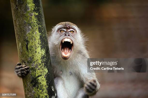 angry monkey - macaque stock pictures, royalty-free photos & images