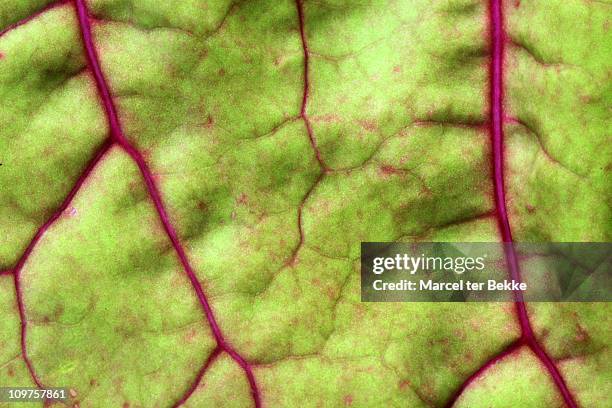 swiss chard leaf macro - chard stock pictures, royalty-free photos & images