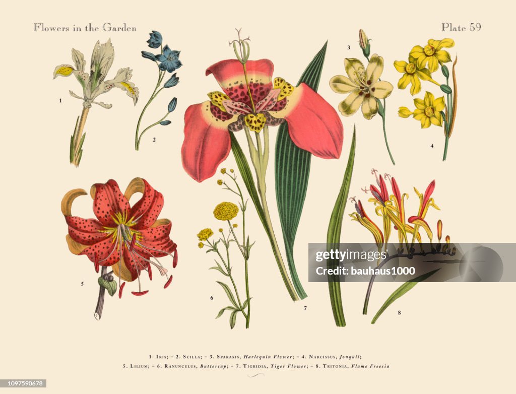 Exotic Flowers of the Garden, Victorian Botanical Illustration