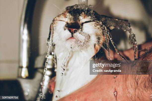 a cat under a stream of water - oviedo - fotografias e filmes do acervo