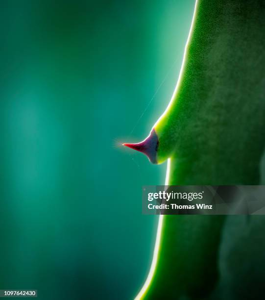 close up of an agave thorn - agave plant stockfoto's en -beelden