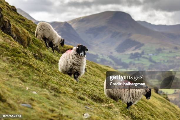 sheep in the lake district - keswick stock pictures, royalty-free photos & images