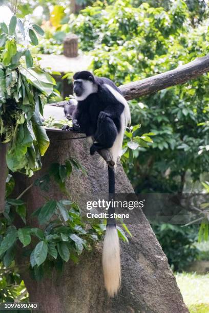 black & white colobus - black and white colobus stock pictures, royalty-free photos & images