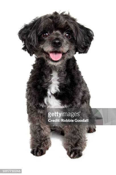 black and white shih tzu shot against a white background. - black dog stock pictures, royalty-free photos & images