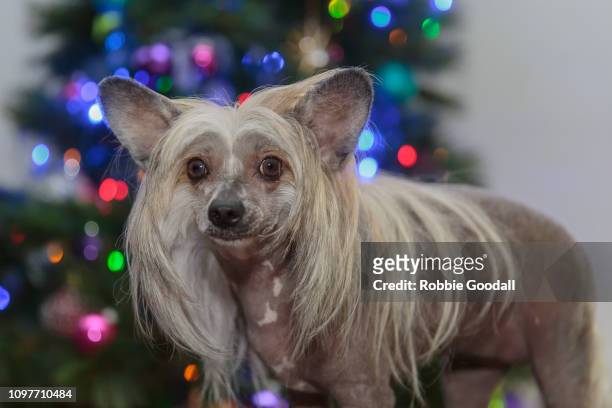 chinese crested dog in front of a christmas tree - cão chinês de crista imagens e fotografias de stock