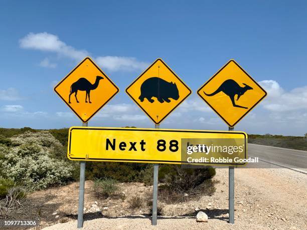 road sign warning about camels, wombats and kangaroos on the road while crossing the nullarbor plain. eyre highway, south australia - thisisaustralia kangaroo stock pictures, royalty-free photos & images