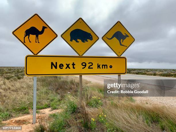 road sign warning about camels, wombats and kangaroos on the road while crossing the nullarbor plain. eyre highway, south australia - thisisaustralia kangaroo stock pictures, royalty-free photos & images