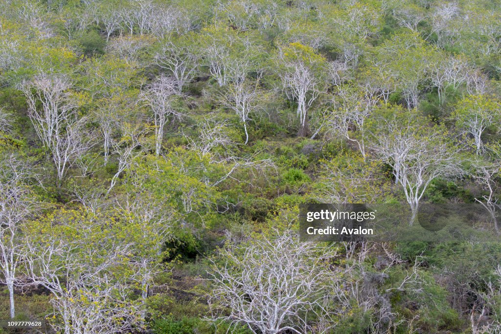 View from Baroness Point of the forest on Floreana Island in the Galapagos National Park