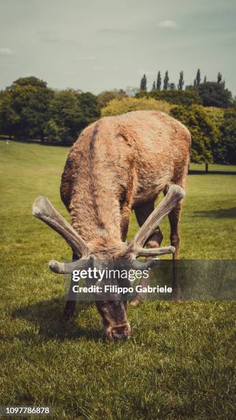 the wollaton park deer - wollaton park stock pictures, royalty-free photos & images