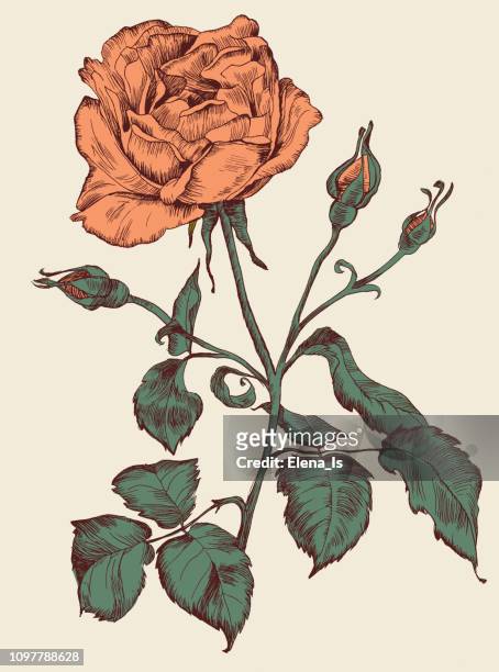 single rose engraving colored - single rose stock illustrations